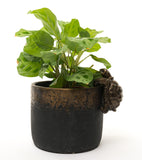 Tortoise Hanging Pot Buddies
