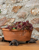 Tortoise Plant Pot Feet Set of 3