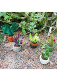 needle felt plants